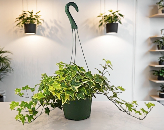 English Ivy Gold Child