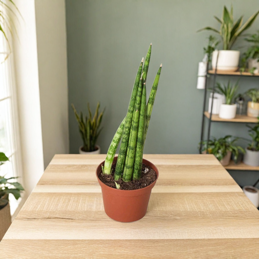 Snake Plant Cylindrica
