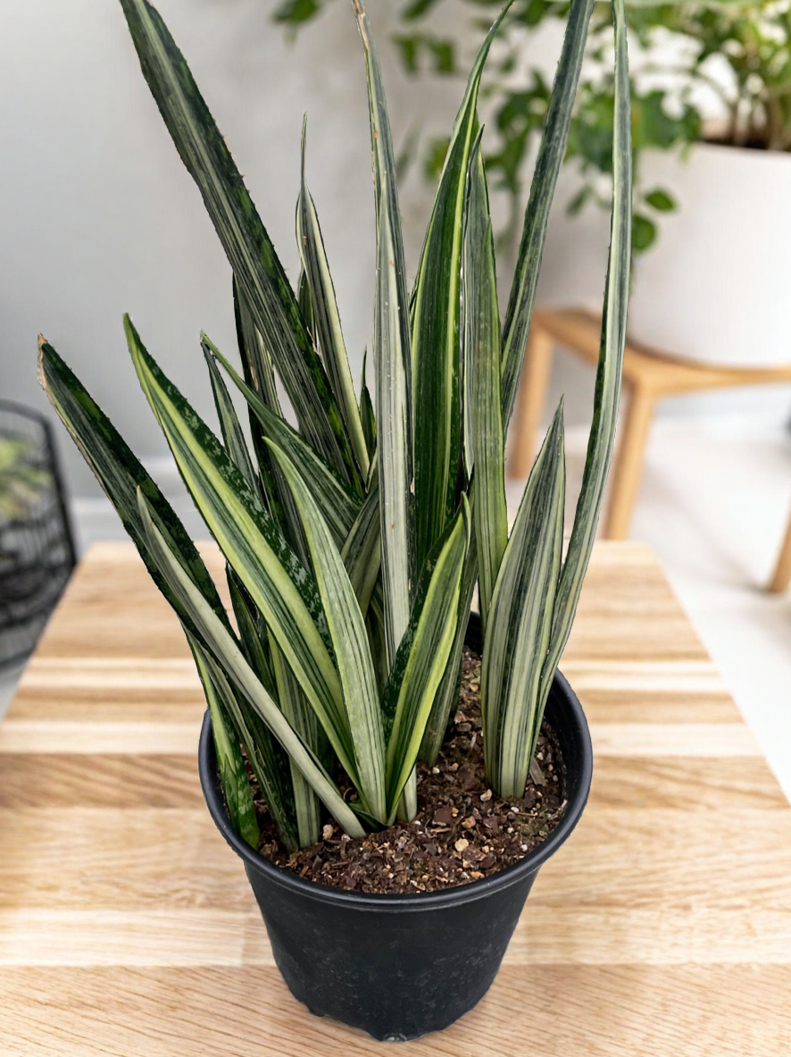 Snake 'Bantel's Sensation'