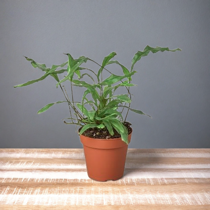 Fern 'Kangaroo Paw'