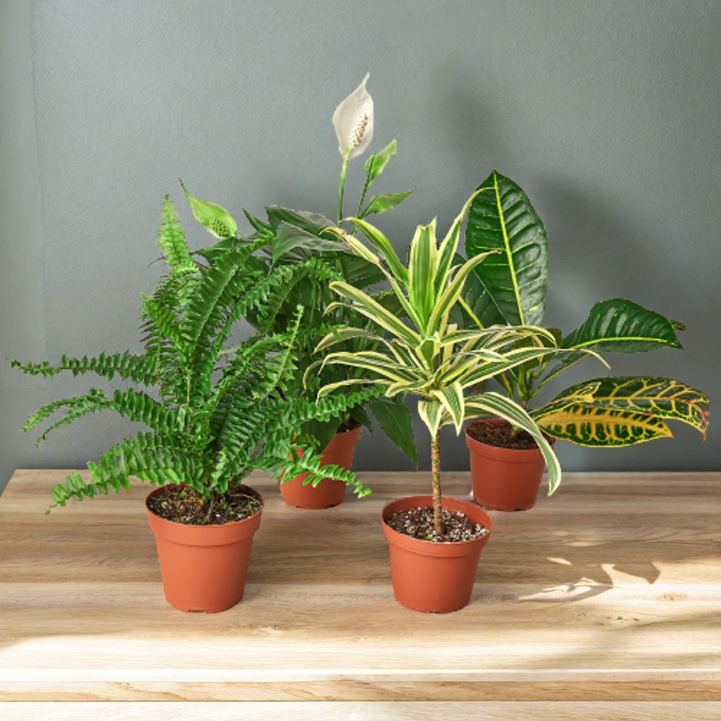 Air Purifying Variety Bundle