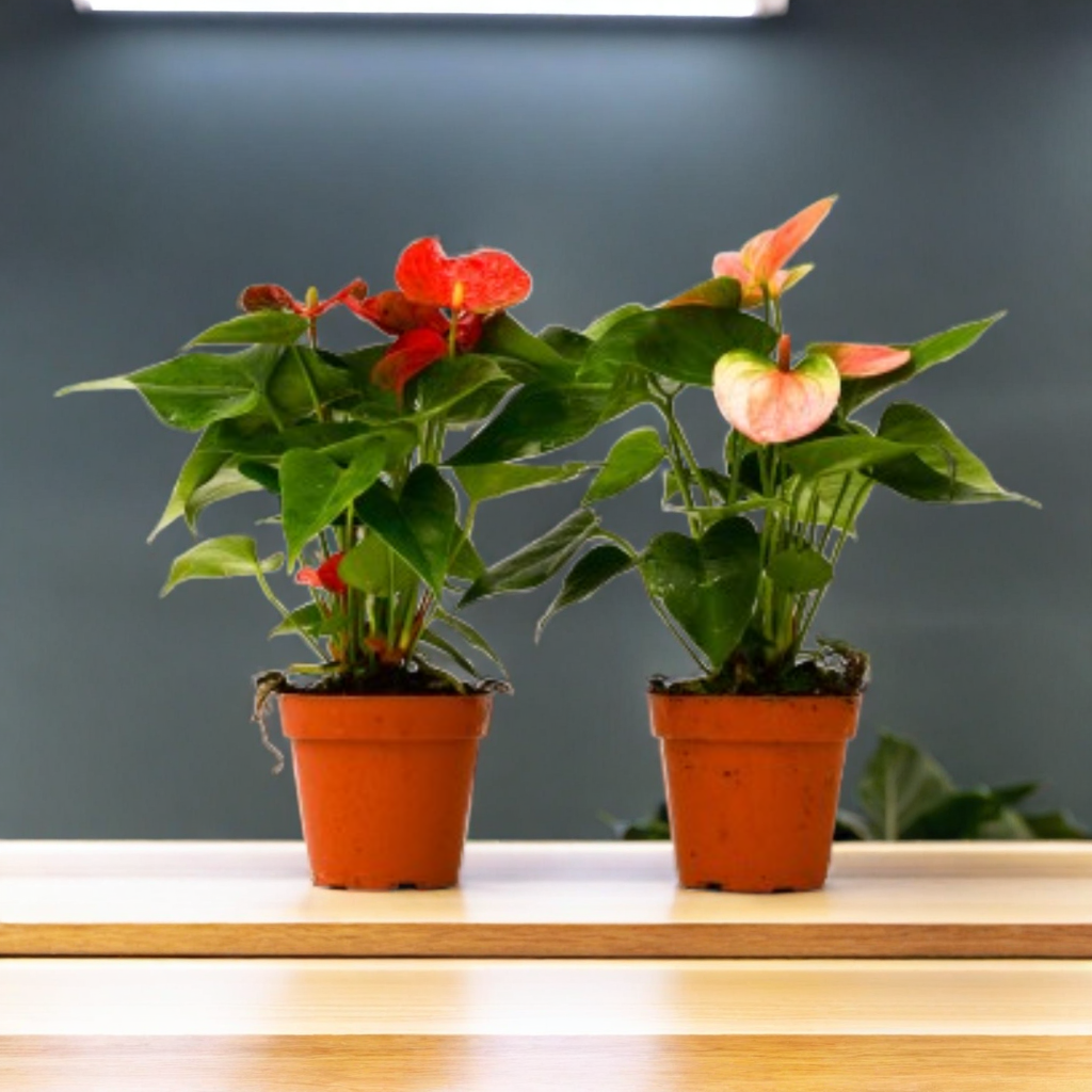2 Anthurium Variety Pack - 4" Pots