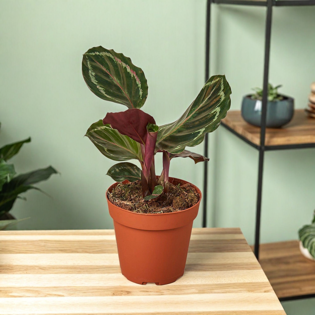 Calathea Roseopicta 'Medallion'