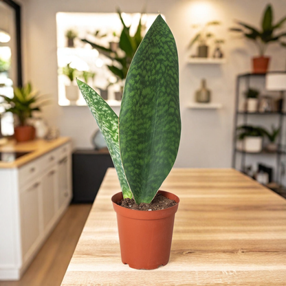 Shark Fin Snake Plant