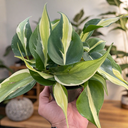 Philodendron 'Silver Stripe'