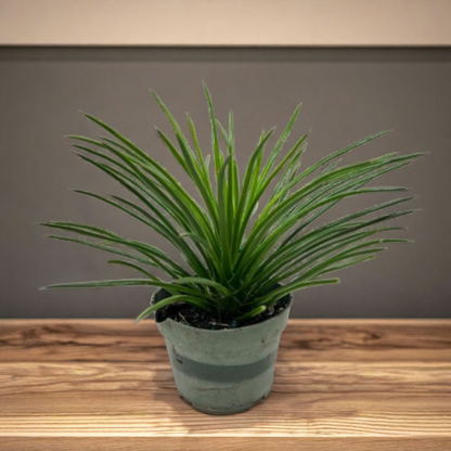 Succulent Agave Twin Flower