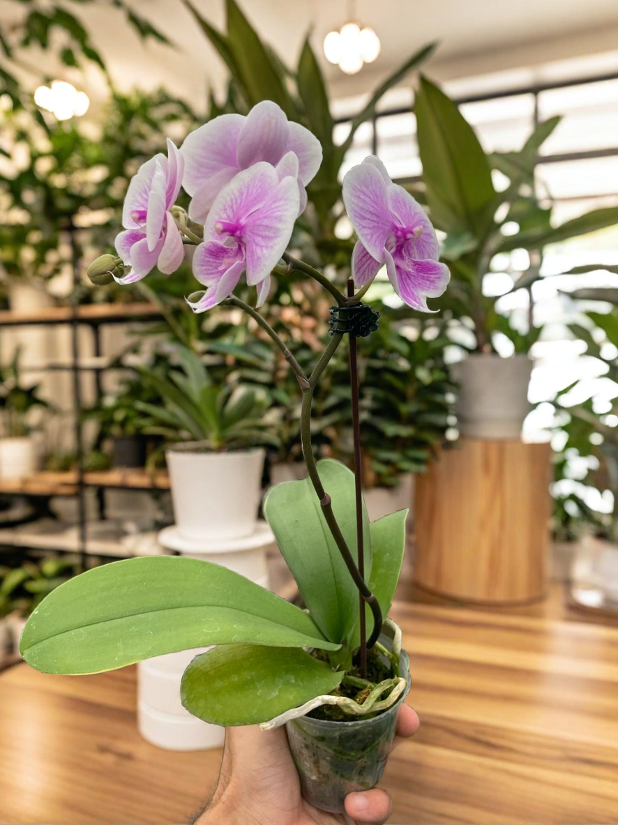 Orchid 'Light Pink Phalaenopsis'