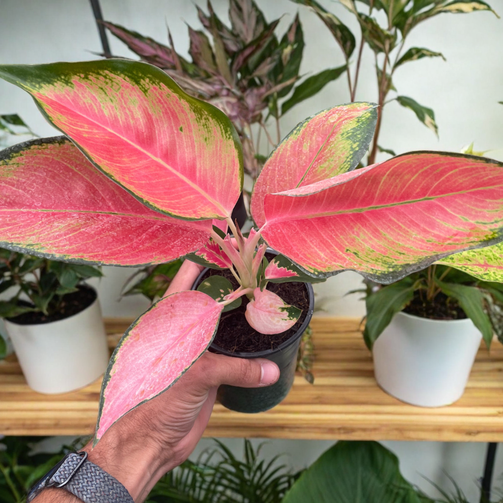 Chinese Evergreen 'Pink Pearl'