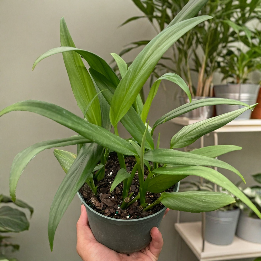 Pothos 'Silver Streak'