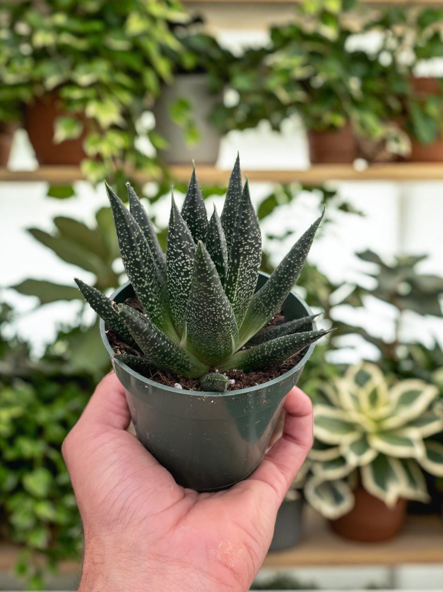 Succulent Gasteria Durban