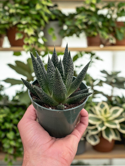 Succulent Gasteria Durban