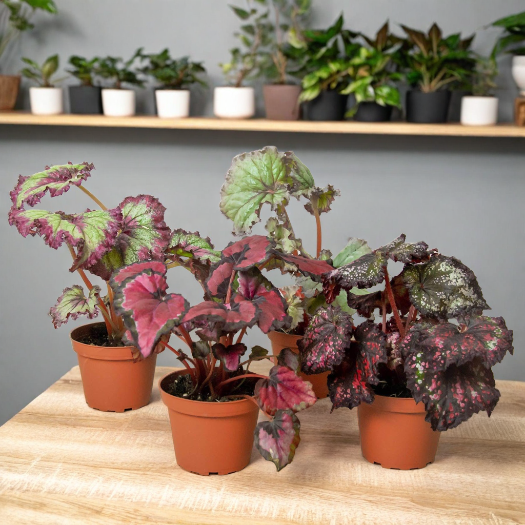 Begonia 'Rex' - 4 Pack Variety