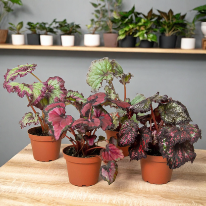 Begonia 'Rex' - 4 Pack Variety