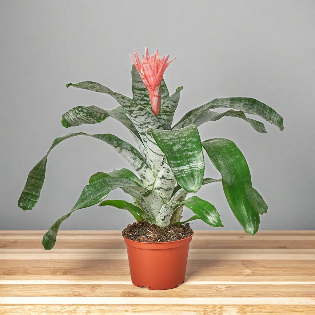 Bromeliad 'Silver Vase'