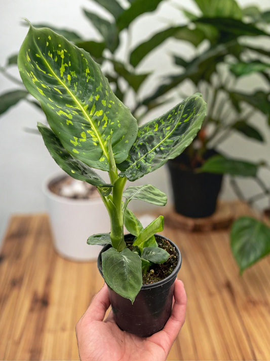 Dieffenbachia 'Reflector'