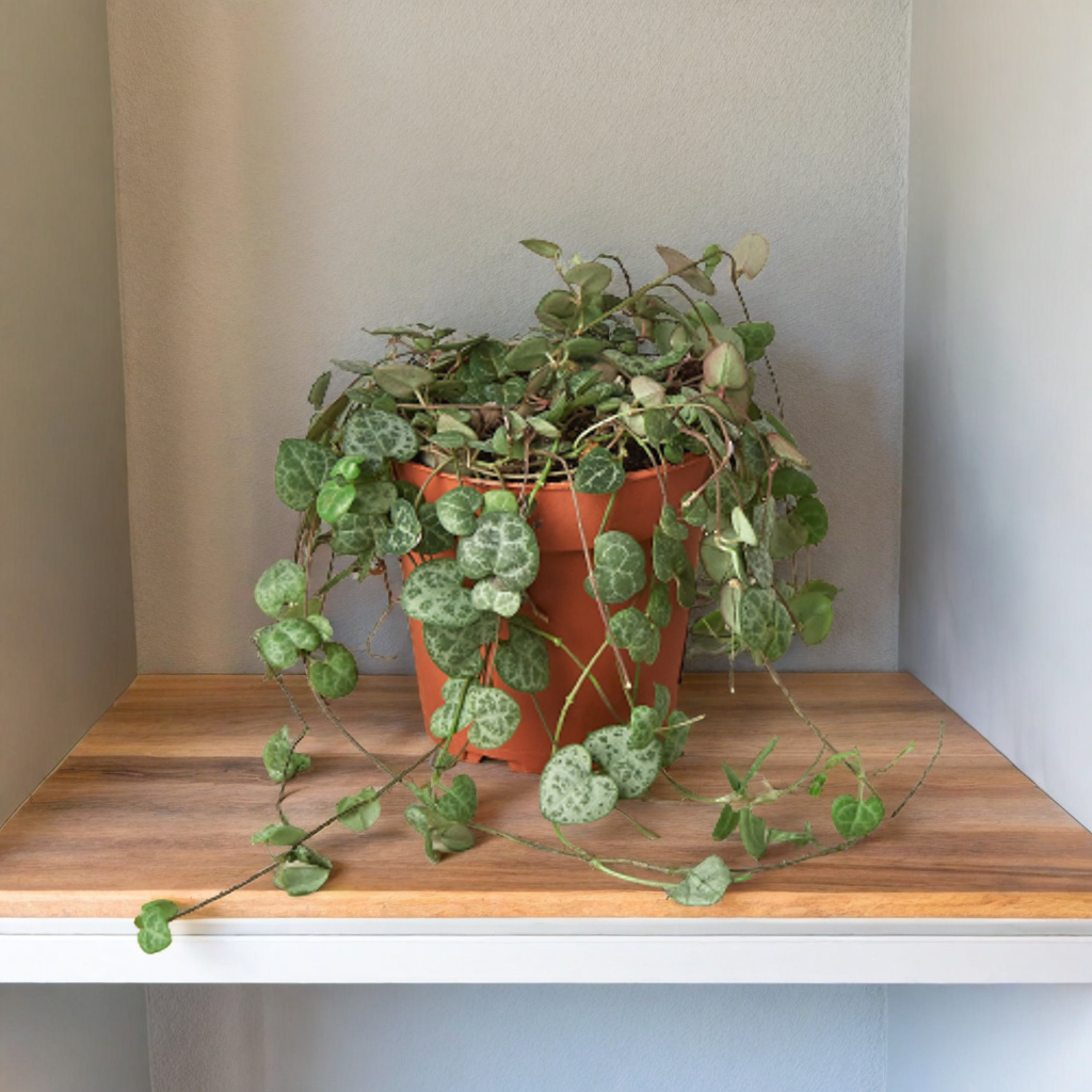 Succulent 'String of Hearts'