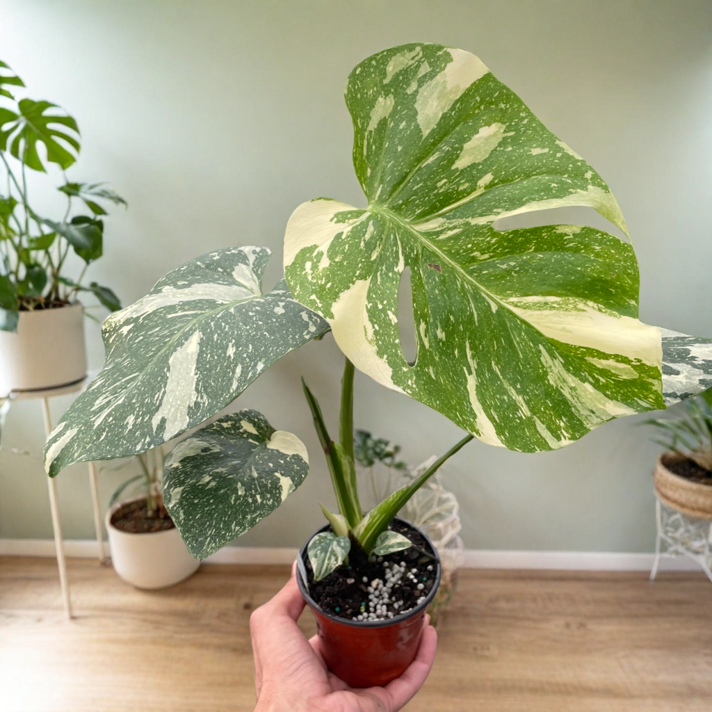 Monstera 'Thai Constellation'