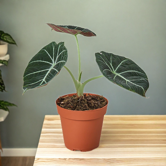 Alocasia Reginula 'Black Velvet'