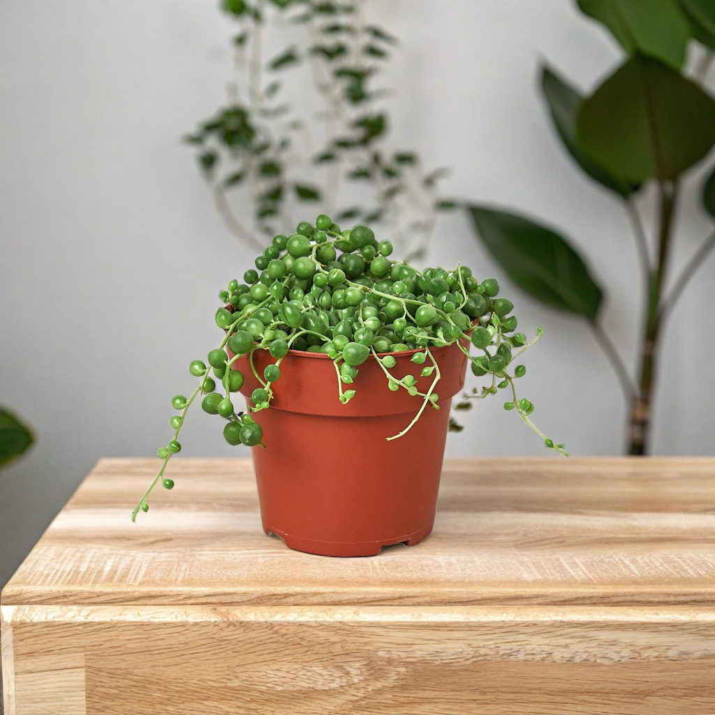 Succulent 'String of Pearls'