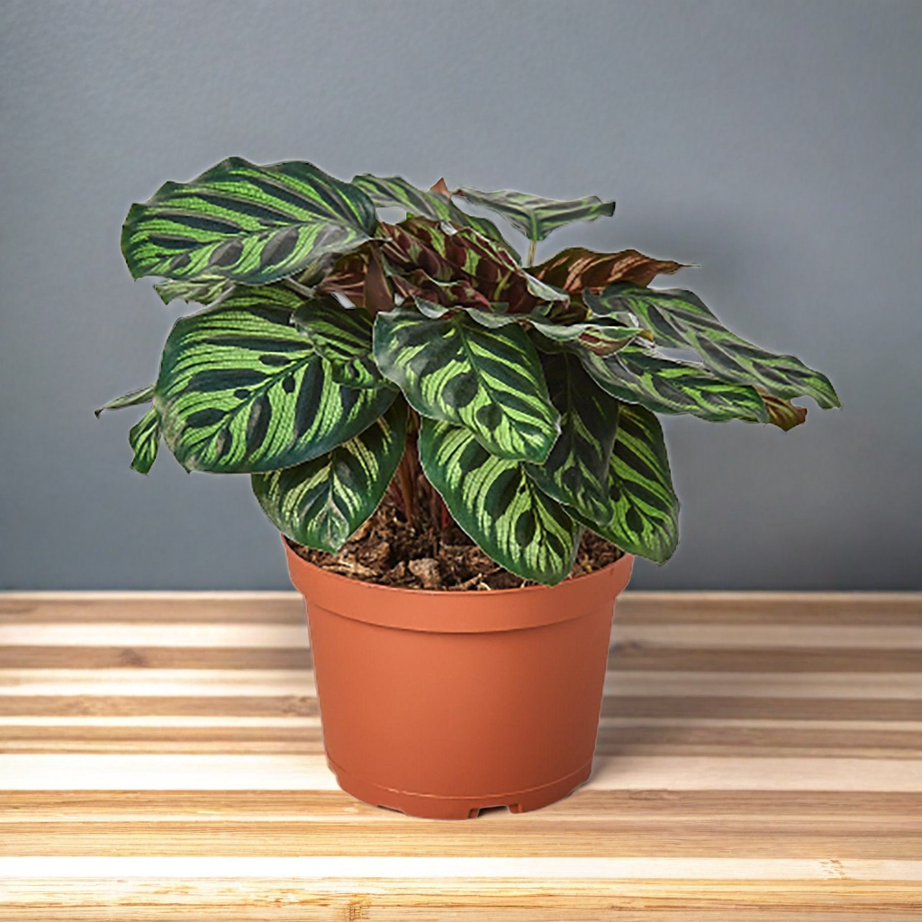 Calathea 'Makoyana'