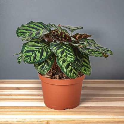 Calathea 'Makoyana'
