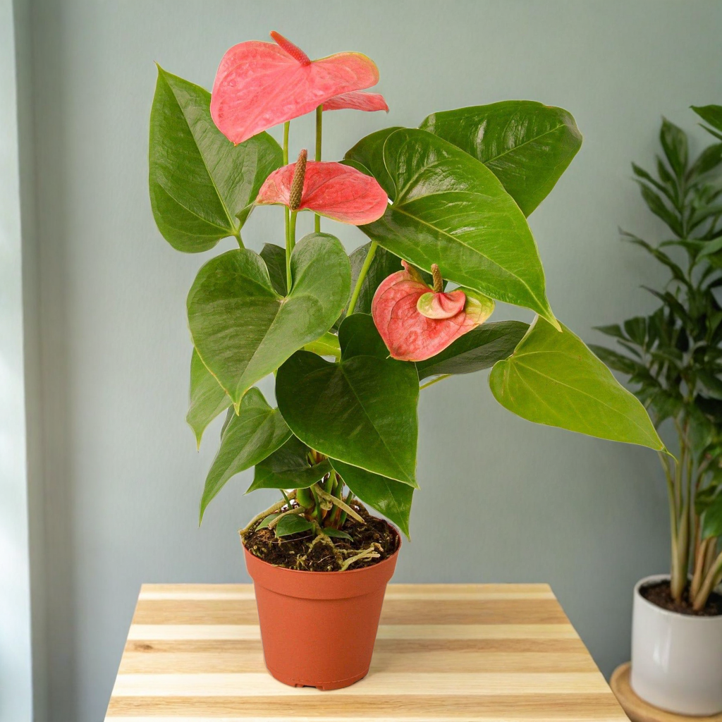 Anthurium 'Pink'