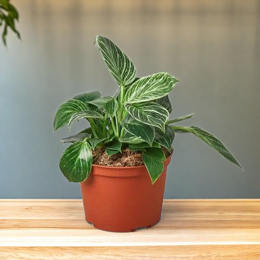 Philodendron 'Birkin'