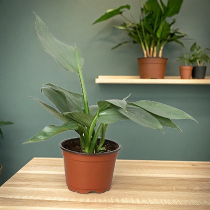 Philodendron 'Silver Sword'