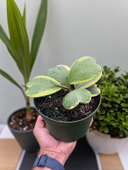 Hoya 'Sweetheart Variegated'