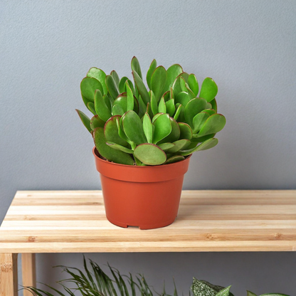 Succulent Crassula 'Jade'