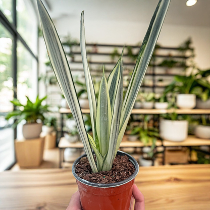 Your support helps something beautiful grow.