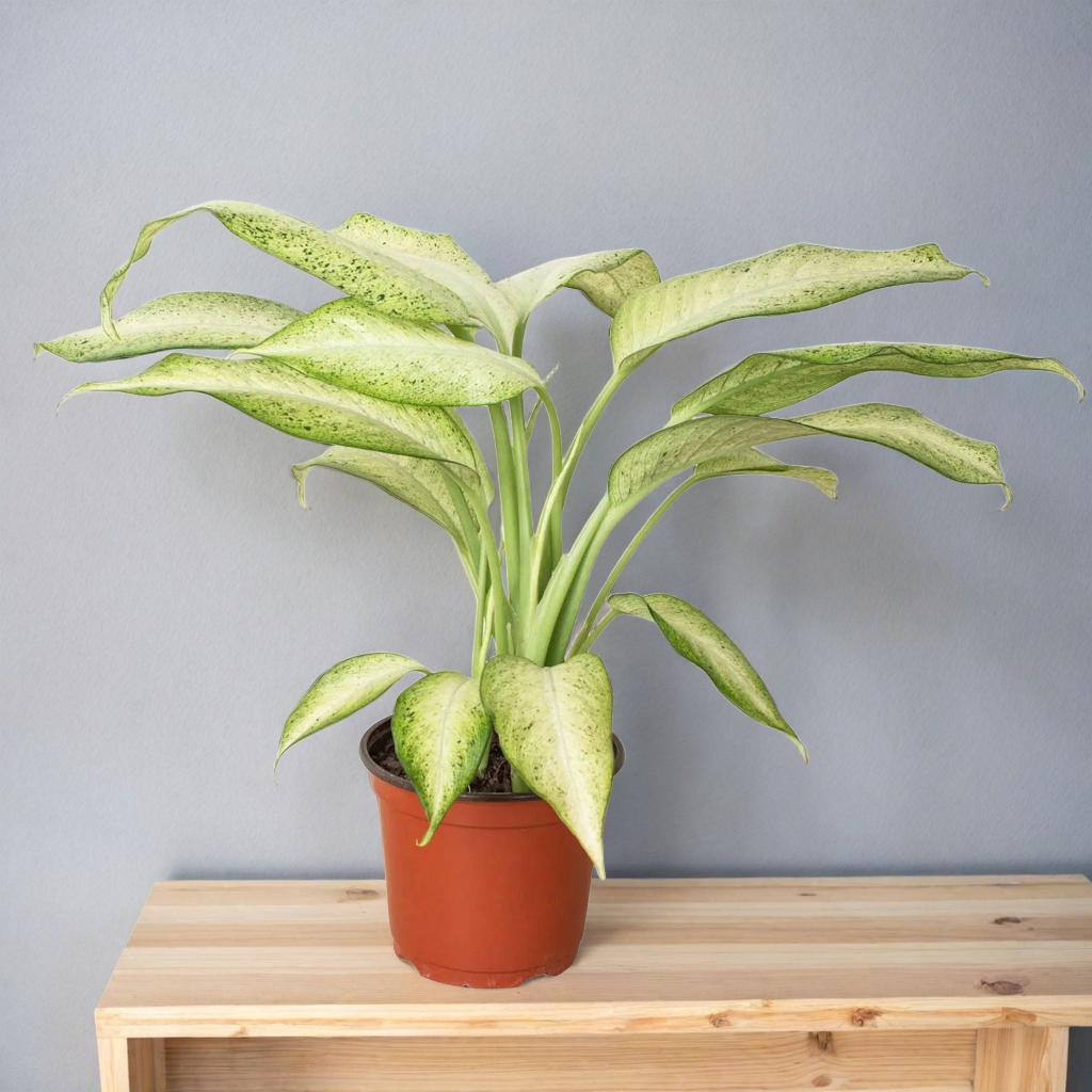 Dieffenbachia 'Camouflage'
