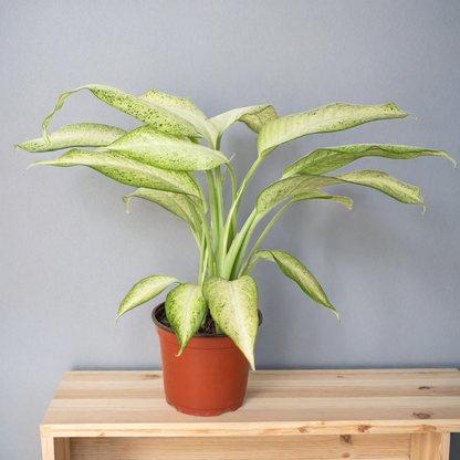 Dieffenbachia 'Camouflage'
