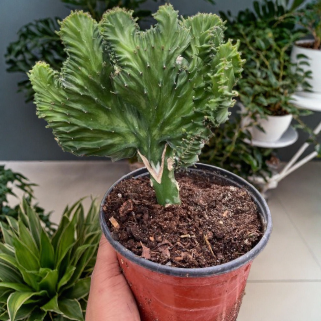 Succulent Euphorbia Lactea Mermaid Tail