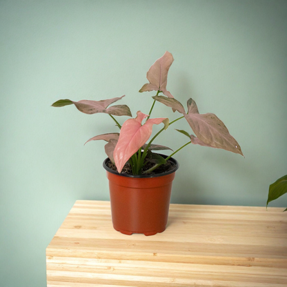 Syngonium 'Pink Splash' - 4" Pot