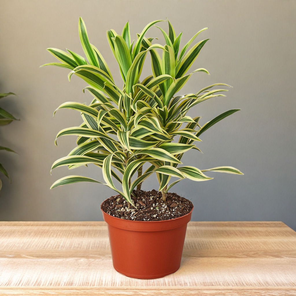 Dracaena 'Song of India'