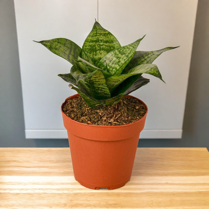 Snake Plant Black Robusta