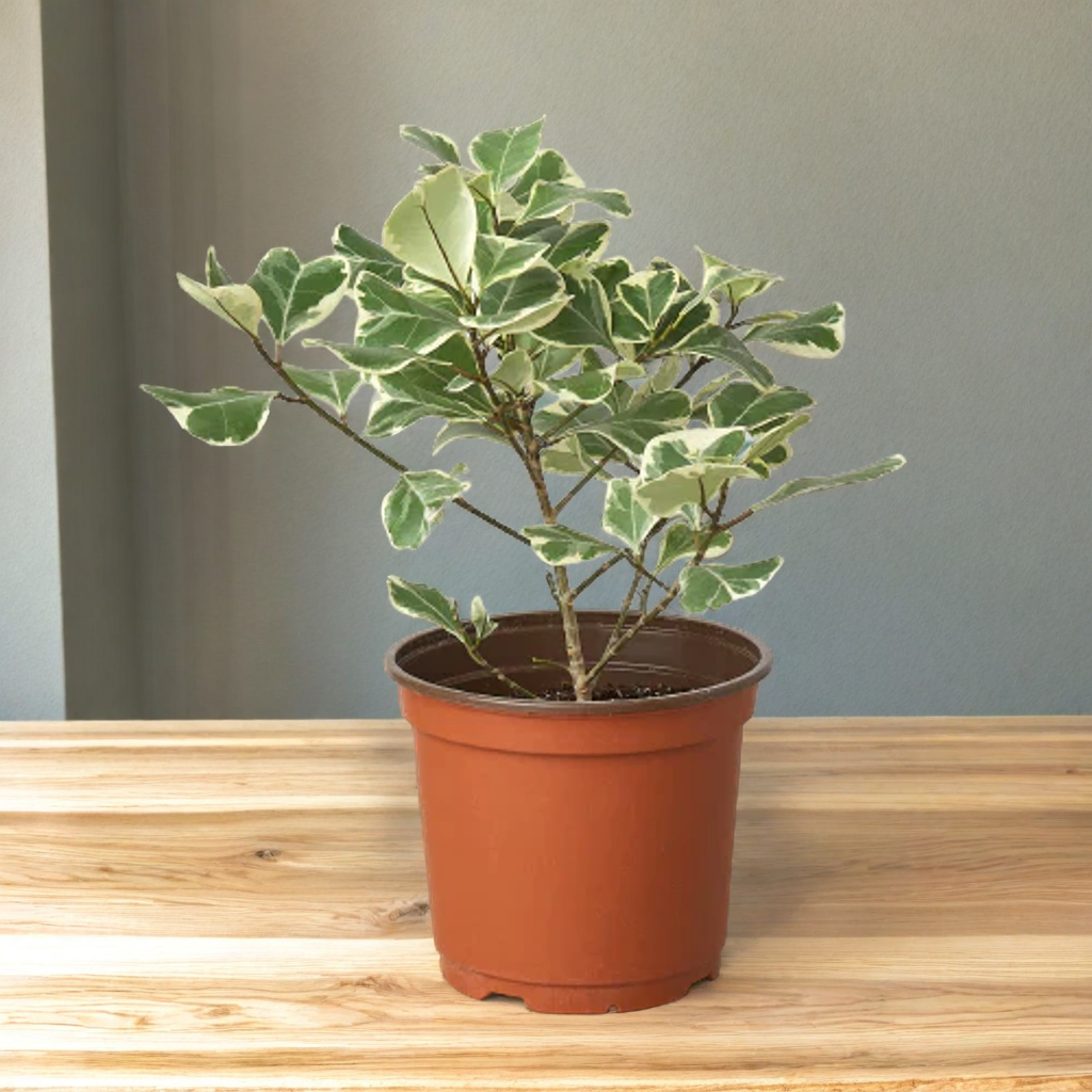 Ficus Elastica 'Triangularis' Variegated