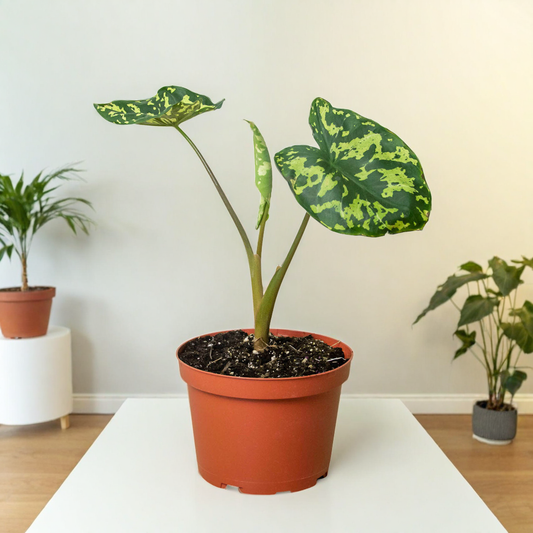 Alocasia 'Hilo Beauty'