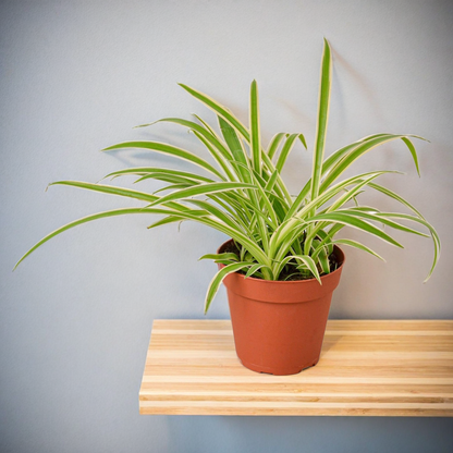 Spider Plant Reverse