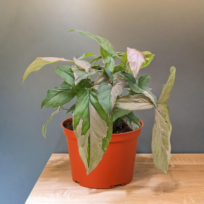 Syngonium 'Pink Splash' - 4" Pot