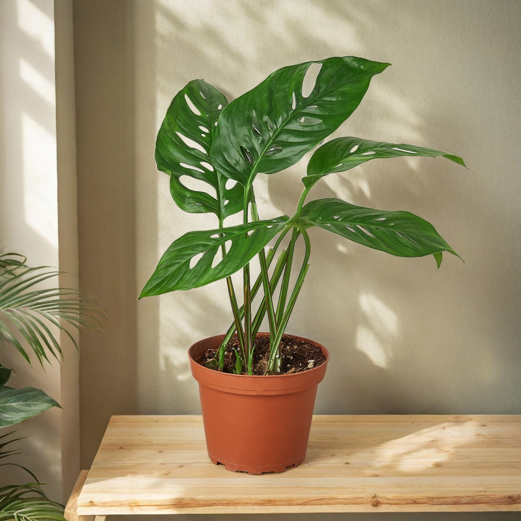 Monstera Adansonii 'Swiss Cheese'