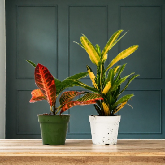 2 Croton Variety Pack - 4" Pot