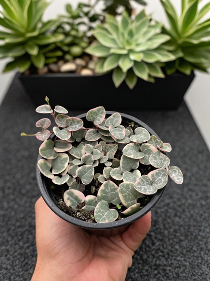 String of Hearts Variegated
