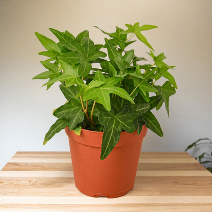 The Plant House 208 “Rooted in Recovery” Tough Phone Case