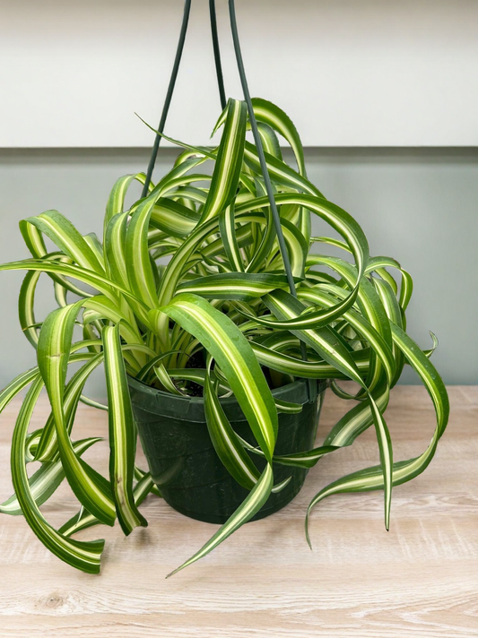 Spider Plant 'Bonnie'