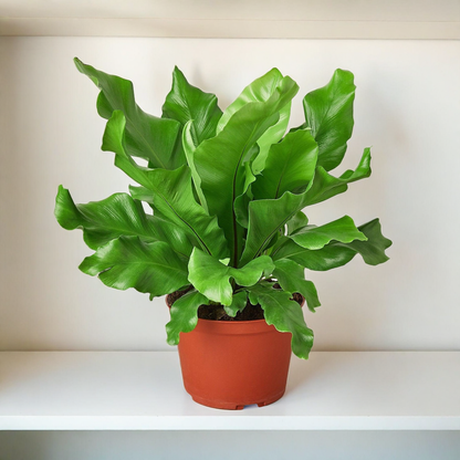 Bird's Nest 'Nidus' Fern