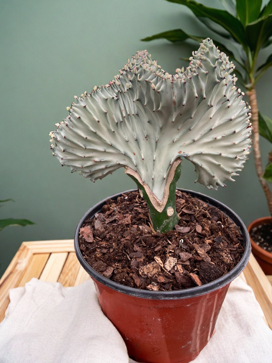 Succulent Euphorbia Lactea Ghost