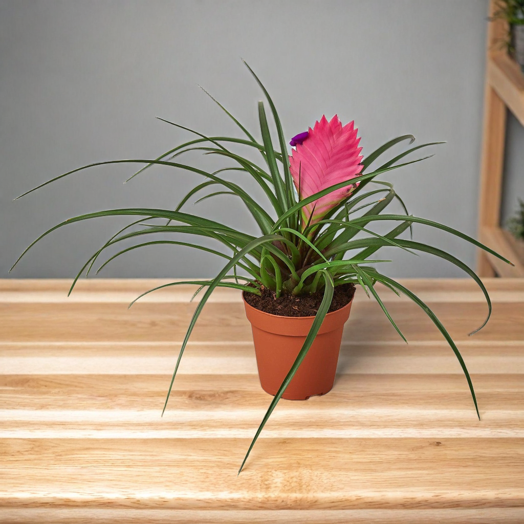 Bromeliad Cyanea 'Pink Quill'