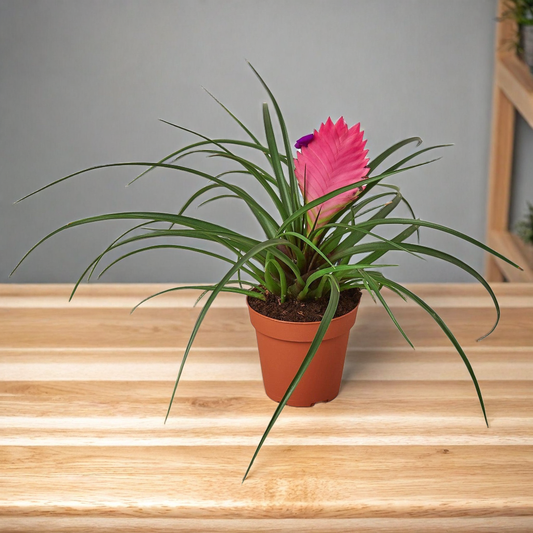 Bromeliad Cyanea 'Pink Quill'